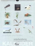 Cover: Amphibien und Reptilien - Senckenberg Gesellschaft f&uuml;r Naturforschung - Ressort Verlags- und Publikationswesen