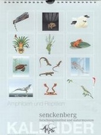 Abbildung von: Amphibien und Reptilien - Senckenberg Gesellschaft für Naturforschung