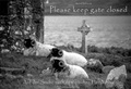 Cover: Please keep gate closed - Drachenmond Verlag GmbH