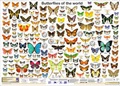 Cover: Butterflies of the world - Planet Poster Editions