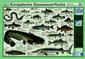 Cover: Europ&auml;ische S&uuml;sswasserfische - Planet Poster Editions