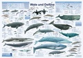 Cover: Wale und Delfine - Planet Poster Editions