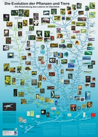 Enlarge image Cover: Die Evolution der Pflanzen und Tiere - Planet Poster Editions