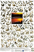 Cover: Greifv&ouml;gel aus Europa - Planet Poster Editions