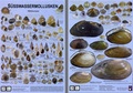 Cover: S&uuml;sswassermollusken Mitteleuropas - Planet Poster Editions