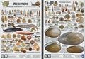 Cover: Weichtiere Mitteleuropa - Landschnecken und S&uuml;&szlig;wassermollusken - Planet Poster Editions