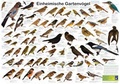 Cover: Einheimische Gartenv&ouml;gel - Planet Poster Editions