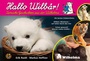 Cover: Hallo Wilbär - Neuer Sportverlag / Neuer Kunstverlag