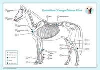 Enlarge image Cover: Akupunktur-Tafel Pferd - PraNeoHom-Verlag