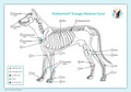 Cover: Akupunktur-Tafel Hund - PraNeoHom-Verlag