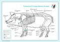 Cover: Akupunktur-Tafel Schwein - PraNeoHom-Verlag