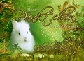 Cover: Hase P&uuml;nktchen im Zauberwald - Verlag Art of Arts