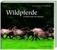 Abbildung von: Dülmener Wildpferde - Tecklenborg, B