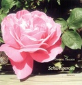 Cover: Schweigerose - Ziethen, Harry