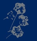 Cover: Nachtbl&uuml;ten - weissbooks