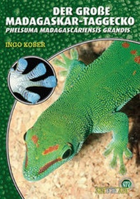 Abbildung von: Der Große Madagaskar-Taggecko - Natur und Tier