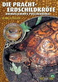 Abbildung von: Die Pracht-Erdschildkröte - Natur und Tier