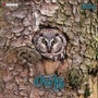 Cover: Magic Owls - Tushita PaperArt GmbH