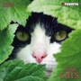 Cover: Cats - Tushita PaperArt GmbH