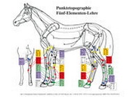 Abbildung von: Fünf-Elementenkarte Pferd - APM-Akademie