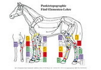 Abbildung von: Fünf-Elementenkarte Pferd - APM-Akademie
