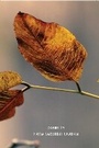 Cover: Not Springtime Yet - HarperCollins Publishers India