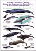 Cover: Whales and Dolphins of the Canary Islands / Ballenas y Delfines de Canarias / Kanarische Whale und Delphine - Publicaciones Turquesa