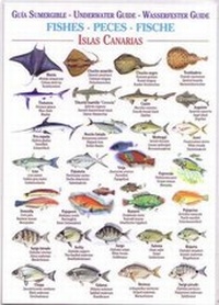 Enlarge image Cover: Fishes (Waterproof Field Guide) - Publicaciones Turquesa
