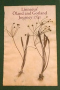 Cover: Linnaeus' Oland and Gotland Journey 1741 - Gyllene Snittet HB