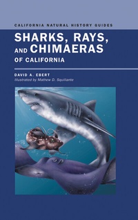 Abbildung von: Sharks, Rays, and Chimaeras of California - University of California Press