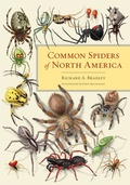 Cover: Common Spiders of North America - University of California Press