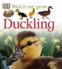 Enlarge image Cover: Duckling - DK Publishing (Dorling Kindersley)