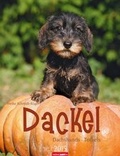 Cover: Dackel 2015 - Athesia Kalenderverlag GmbH