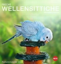 Bild vergrößern Bild: Wellensittiche Postkartenkalender 2015 - Heye