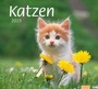 Bild: times&more Katzen Bildkalender 2015 - Heye