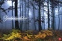 Bild: Zauberwälder 2015 - Heye