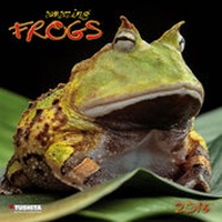 Abbildung von: Amazing Frogs 2015 - Tushita PaperArt