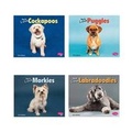 Cover: Favorite Designer Dogs - Capstone Press