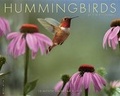 Cover: Hummingbirds 18-Month Calendar - Willow Creek Press