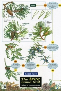 Enlarge image Cover: Tree Name Trail - Field Studies Council