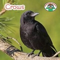 Cover: Crows - Cavendish Square Publishing