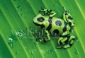 Cover: Vanishing Act - Cameron & Company Inc