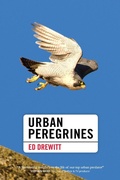Cover: Urban Peregrines - Pelagic Publishing
