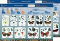 Cover: Guide to Common Butterflies - Gatekeeper Educational Limited