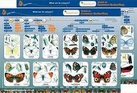 Enlarge image Cover: Guide to Common Butterflies - Gatekeeper Educational Limited