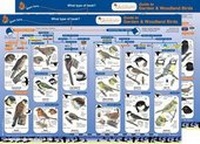 Enlarge image Cover: Guide to Common Birds - Gatekeeper Educational Limited