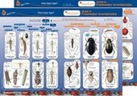 Enlarge image Cover: Guide to Freshwater Invertebrates - Gatekeeper Educational Limited