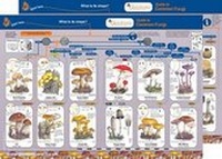 Enlarge image Cover: Guide to Common Fungi - Gatekeeper Educational Limited