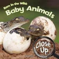 Enlarge image Cover: Born in the Wild - Rourke Educational Media