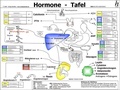 Cover: Hormone Tafel - A3 (laminiert) - Hawelka, Uwe